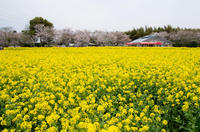 成田ゆめ牧場 3