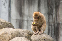 千葉市動物公園 1