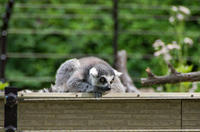 千葉市動物公園 3