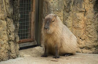 千葉市動物公園 5