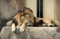 千葉市動物公園 8