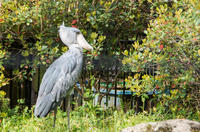 千葉市動物公園 10