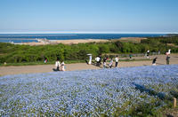 国営ひたち海浜公園 5