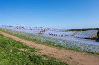 国営ひたち海浜公園 4