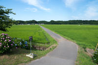 道の駅 多古 あじさい館 5