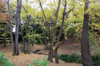 成田山公園 1