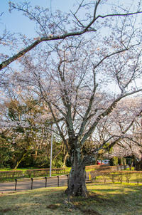 佐倉城址公園 2