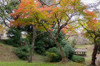 佐倉城址公園 1