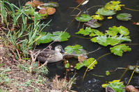 佐倉城址公園 6