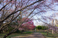 佐倉城址公園 1