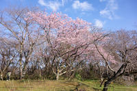 佐倉城址公園 3