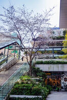京橋の桜