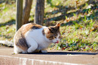 成田山公園 7