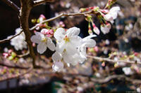 京橋の桜 2