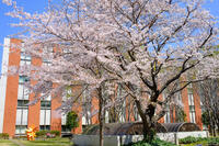 八千代医療センターの桜