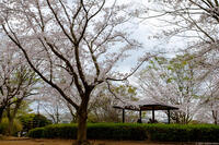 ユーカリが丘南公園 1