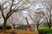 ユーカリが丘南公園 2