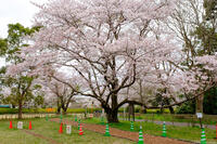 佐倉城址公園 1