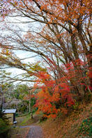 佐倉城址公園 1