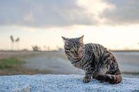 屏風ヶ浦の猫 1