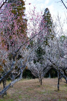 酒々井総合公園 2