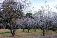 酒々井総合公園 1