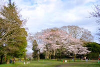 佐倉城址公園 2