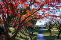 印旛沼公園 1