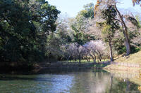 佐倉城址公園 1