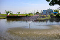 霞ヶ浦 歩崎公園 8