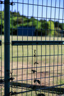 酒々井総合公園 5